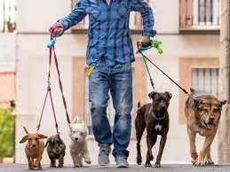Curso Dog Walker: Baixe Agora o Guia Completo de Passeio com Cães