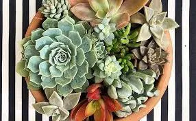 Baixar Curso Arranjos com Suculentas Carol Costa PDF