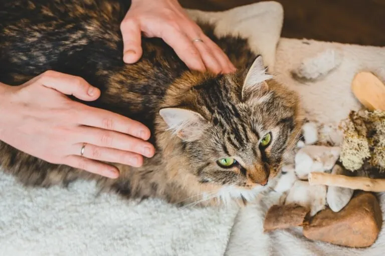 Massagens para Gatos: Curso Julieta Viano Download Completo