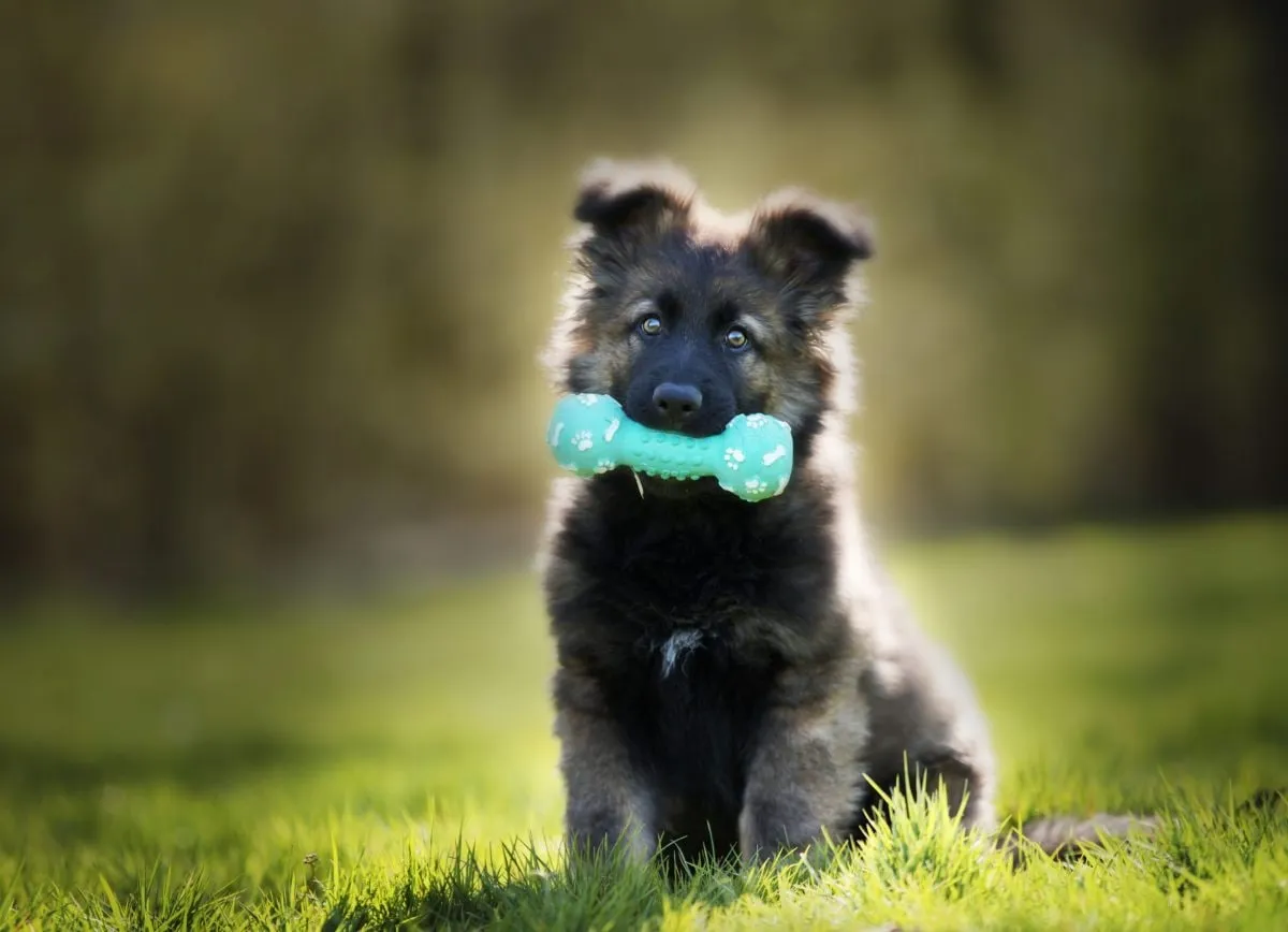 Adestramento Brinquedo Bom Pra Cachorro: Baixar Curso Completo