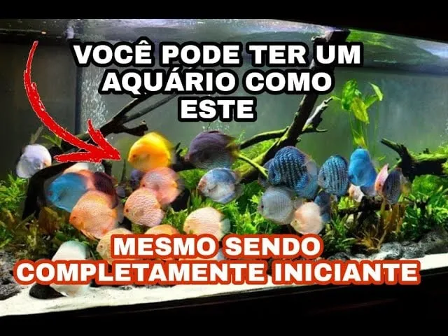 Baixar Aquarismo de Sucesso: Curso Completo Marcos Alvarenga